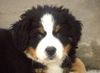 Barsoi Foto: Kleiner Berner 8 Wochen alt (ID 15347) Barsoi Hund