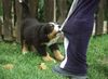 Barsoi Foto: Kleiner Berner 8 Wochen alt (ID 15348) Barsoi Hund