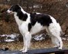 Barsoi Foto: Dober-Kopp Dobai Dobó Kata (ID 29165) Barsoi Hund