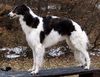 Barsoi Foto: Dober-Kopp Dobai Dobó Kata (ID 28587) Barsoi Hund