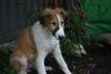 Barsoi Foto: Scharkow's Argisch mit 11 Wochen (ID 16962) Barsoi Hund