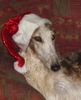 Barsoi Foto: Y.PL.Ch, CH.PL BRITA ze Sfory Carycy (ID 8900) Barsoi Hund