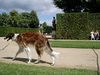 Barsoi Foto: Russischer Windhund (ID 14249) Barsoi Hund
