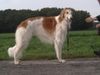 Barsoi Foto: Scharkow (ID 6309) Barsoi Hund