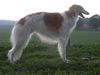 Barsoi Foto: Stepuns Scharkow (ID 6265) Barsoi Hund