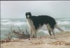 Barsoi Foto: Weltrennsieger `98 Doubravkaya`s Derskie (ID 5708) Barsoi Hund
