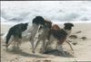 Barsoi Foto: Weltrennsieger `98 Derskie mit Tochter Bukaschka u.Sohn Buran (ID 5709) Barsoi Hund