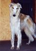 Barsoi Foto: Sawlok (ID 7777) Barsoi Hund