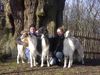 Barsoi Foto: Winterurlaub (ID 7488) Barsoi Hund
