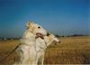 Barsoi Foto: Iwan,Orlow Grotius (ID 32197) Barsoi Hund