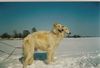 Barsoi Foto: PL.Ch.Jovita Grotius,PL.Ch.Orlow Grotius (ID 32204) Barsoi Hund