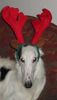 Barsoi Foto: Y.PL.Ch, LENA z Kruszelnickiego Dworu (ID 8901) Barsoi Hund