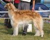 Barsoi Foto: Y.PL.CH , CH. PL, Y.Winner of Poland ' 02, Winner of Poland '03 LUT SZCZESCIA Wladca Traw (ID 8895) Barsoi Hund