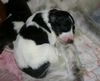 Barsoi Foto: Scharkow's Aljenka mit einer Woche (ID 15221) Barsoi Hund