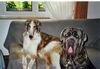 Barsoi Foto: Opium und Sergio (ID 13949) Barsoi Hund