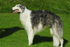 Barsoi Foto: Fandango - Besitzer Ute Ruoff (ID 34801) Barsoi Hund