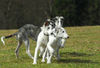 Barsoi Foto: Barsoi -Welpen aus dem Zwinger Ischyma (ID 37722) Barsoi Hund