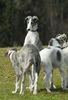 Barsoi Foto: Barsoi -Welpen aus dem Zwinger Ischyma (ID 37723) Barsoi Hund