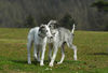 Barsoi Foto: Barsoi -Welpen aus dem Zwinger Ischyma (ID 37724) Barsoi Hund