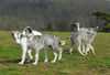 Barsoi Foto: Barsoi -Welpen aus dem Zwinger Ischyma (ID 37725) Barsoi Hund
