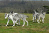 Barsoi Foto: Barsoi -Welpen aus dem Zwinger Ischyma (ID 37726) Barsoi Hund