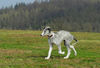 Barsoi Foto: Barsoi -Welpe aus dem Zwinger Ischyma (ID 37727) Barsoi Hund