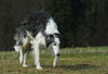 Barsoi Foto: Barsoi aus dem Zwinger Ischyma - Fandango (ID 37730) Barsoi Hund