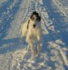 Barsoi Foto: Ischyma Alyne (ID 9900) Barsoi Hund