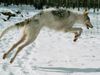 Barsoi Foto: Scharkow's Awina ,5 Monate (ID 19510) Barsoi Hund
