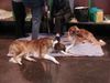 Barsoi Foto: barsoi 2 cruft 2000 (ID 4161) Barsoi Hund
