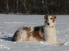 Barsoi Foto: Schneeshooting (ID 45898) Barsoi Hund