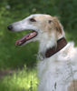 Barsoi Foto: Summertime (ID 45900) Barsoi Hund