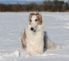 Barsoi Foto: Schneeshooting (ID 45899) Barsoi Hund