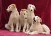 Barsoi Foto: Puppies from kennel Balsaja Achota (ID 9018) Barsoi Hund
