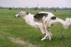 Barsoi Foto: Int.Ch., Ch.Pl.Ych.Pl Solovyev SERY ZHEMCHUG (ID 11532) Barsoi Hund