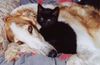 Barsoi Foto: Y.PL.Ch, CH.PL BRITA ze Sfory Carycy (ID 8899) Barsoi Hund