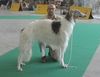 Barsoi Foto: Int.Ch., Ch.Pl.Ych.Pl Solovyev SERY ZHEMCHUG (ID 11531) Barsoi Hund