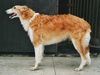 Barsoi Foto: Ergo Chris Balsaja Achota - 9months old (ID 10402) Barsoi Hund