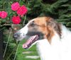Barsoi Foto: Ischyma Balagur (ID 9904) Barsoi Hund
