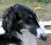 Barsoi Foto: Ischyma Carat (ID 9899) Barsoi Hund