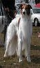 Barsoi Foto: Ischyma Beli (ID 9897) Barsoi Hund