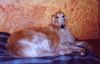 Barsoi Foto: Sawlok, unsere Diva (ID 7462) Barsoi Hund