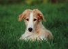 Barsoi Foto: Y.PL.CH , CH. PL, Y.Winner of Poland \\\' 02, Winner of Poland \\\'03 LUT SZCZESCIA Wladca Traw (ID 8897) Barsoi Hund