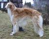 Barsoi Foto: Y.PL.CH , CH. PL, Y.Winner of Poland \' 02, Winner of Poland \'03 LUT SZCZESCIA Wladca Traw (ID 8896) Barsoi Hund