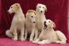 Barsoi Foto: Puppies from Balsaja Achota (ID 10403) Barsoi Hund