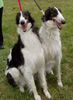 Barsoi Foto: Sisters (ID 22774) Barsoi Hund