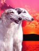 Barsoi Foto: Brita & Lena (ID 9116) Barsoi Hund