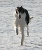 Barsoi Foto: Ischyma Carat (ID 9903) Barsoi Hund