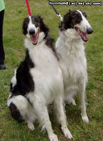 Barsoi Hunde Foto 22774 in höherer Auflösung ansehen Barsoi Sisters