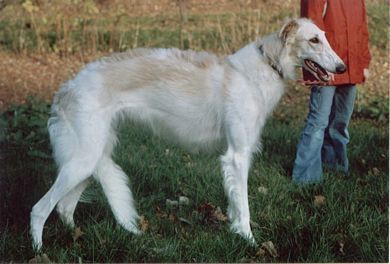 Barsoi Hunde Foto 34409 in höherer Auflösung ansehen Barsoi RIGA Grotius